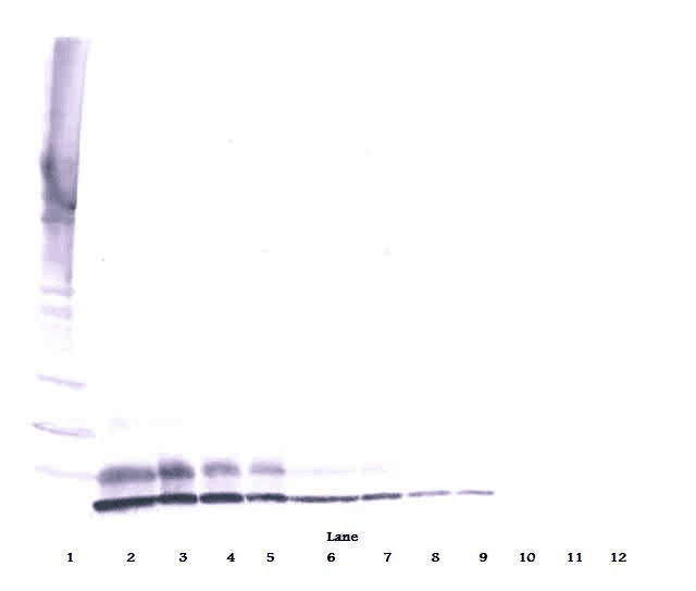 IGF2 Antibody (Biotin)