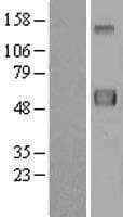 ERLEC1 Protein (Over-Expression Lysate Myc-DDK (Flag))
