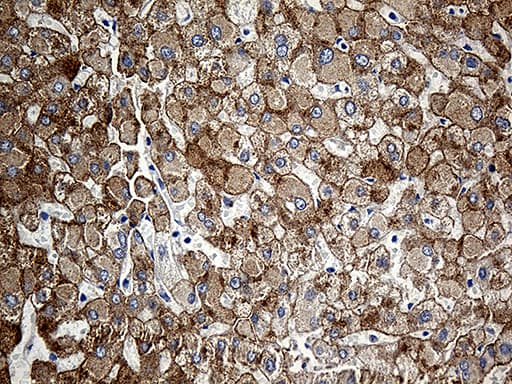 CLEC10A / CD301 Antibody (aa181-293, clone OTI2B10)