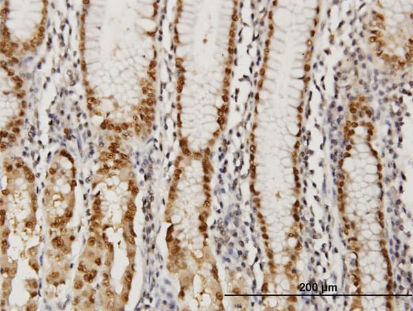 GABPA / NRF2 Antibody (clone 5C8)