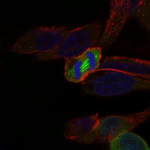 Monoclonal Mouse anti-Human PLK1 / PLK-1 Antibody (clone 1D1, IF, WB)