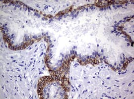 EGFR Antibody (aa900-1210, clone OTI6E3)
