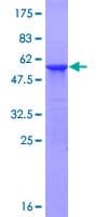 Human ATG10 Protein (Recombinant GST)