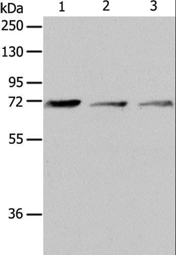 AcPL / IL18RAP Antibody