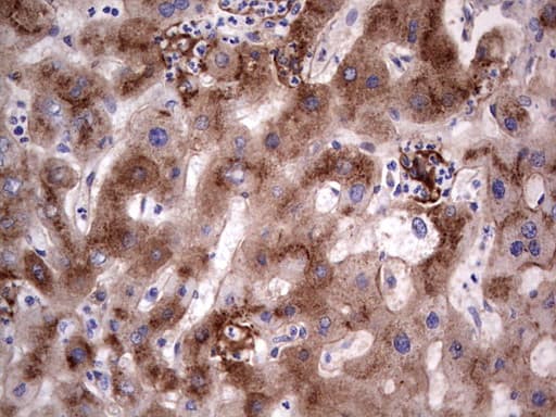 ASPA Antibody (aa77-313, clone OTI1A11)