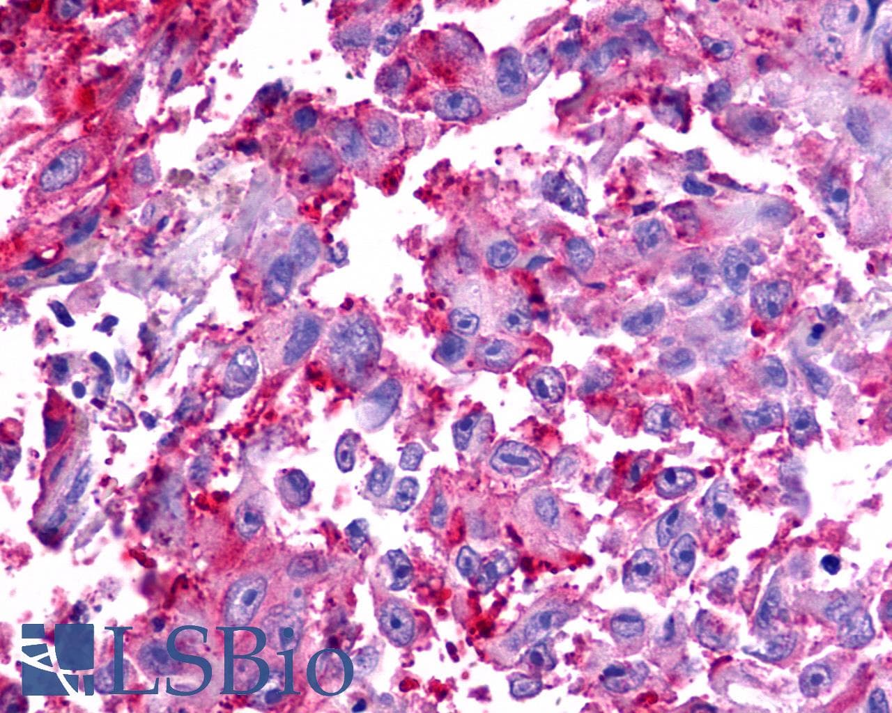 PathPlus™ Polyclonal Rabbit anti-Human TAAR6 Antibody (C-Terminus, IHC)