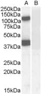 IHC-plus™ Polyclonal Goat anti-Human EPB41L2 Antibody (aa593-604, IHC, WB)