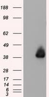 ANXA1 / Annexin A1 Antibody (clone OTI3A8, Carrier-free)