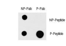 MAP3K1 / MEKK1 Antibody (phospho-Thr1400)