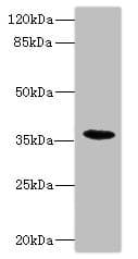 CD157 Antibody