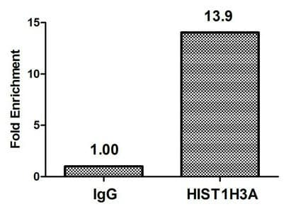 HIST1H3A Antibody