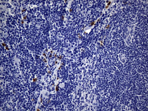 MSR1 / CD204 Antibody (aa197-451, clone UMAB246)