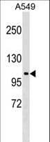 Polyclonal Rabbit anti-Human HECTD3 Antibody (aa740-769, WB)