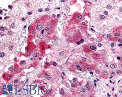IHC-plus™ Polyclonal Rabbit anti-Human GPR108 Antibody (Cytoplasmic Domain, IHC)
