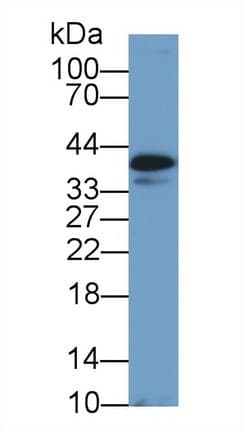CLU / Clusterin Antibody (aa227-445, APC)