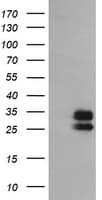 GBAS Antibody (clone OTI1B2)