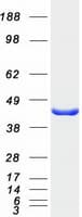 Human TWF2 / PTK9L Protein (Recombinant Myc-DDK (Flag))