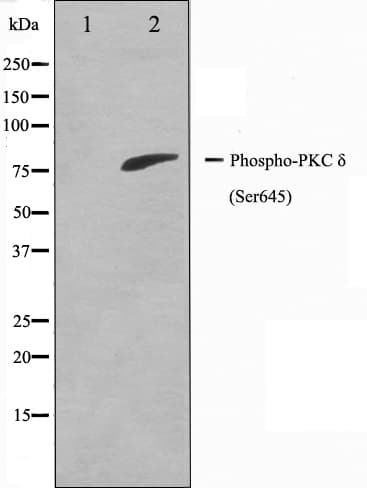 Polyclonal Rabbit anti-Human PRKCD / PKC-Delta Antibody (phospho-Ser645, IHC, IF, WB)