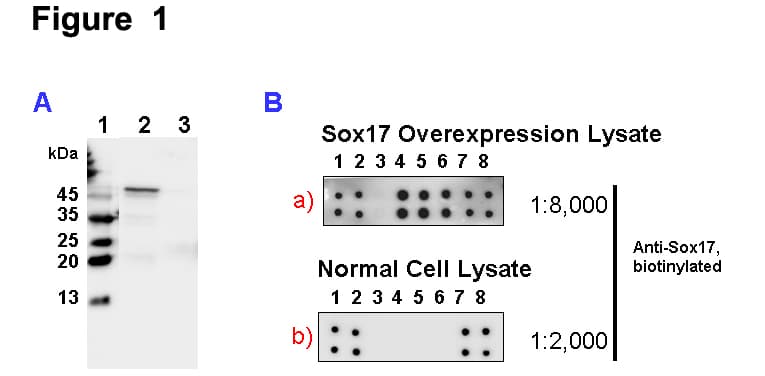 Human SOX17 Protein (Over-Expression Lysate 6His, N-terminus)