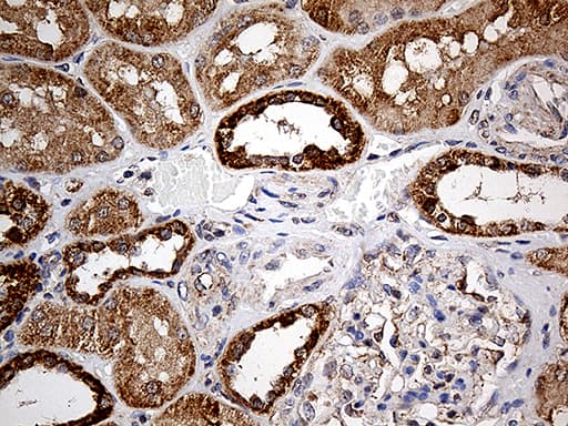 Monoclonal Mouse anti-Human COX17 Antibody (clone OTI2D7, aa2-63, IHC, WB)