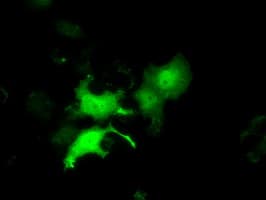 EIF2S1 Antibody (clone OTI5D10)