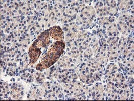 HARS2 Antibody (clone OTI6F9, Carrier-free)