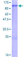 Human YME1L1 Protein (Recombinant GST)