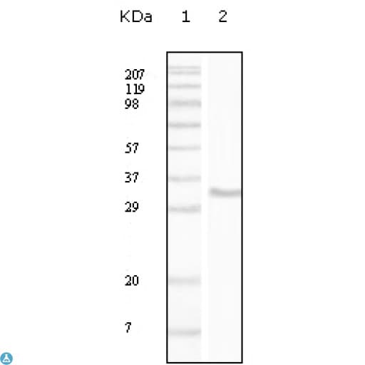 CD34 Antibody