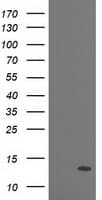 PDE6G / PDE6 Gamma Antibody (clone OTI2F5, Carrier-free)