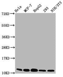 HIST1H4I Antibody