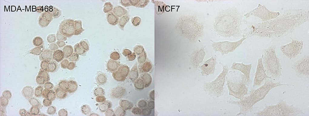 p16INK4a / CDKN2A Antibody (clone OTI1F3, Carrier-free)