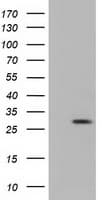 RND1 Antibody (clone OTI4F12)
