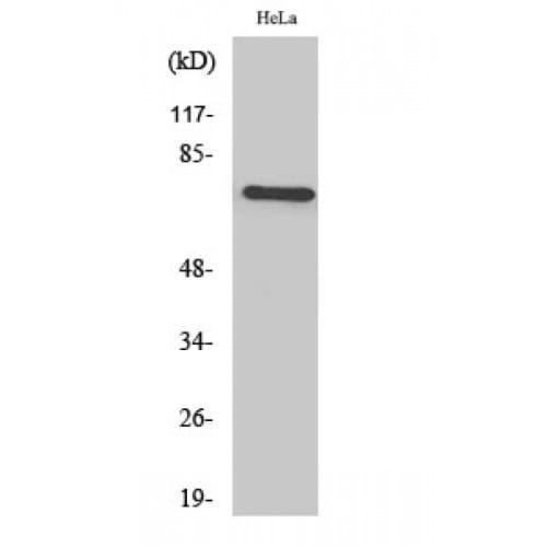 BRF1 Antibody (200-280 aa, Internal)