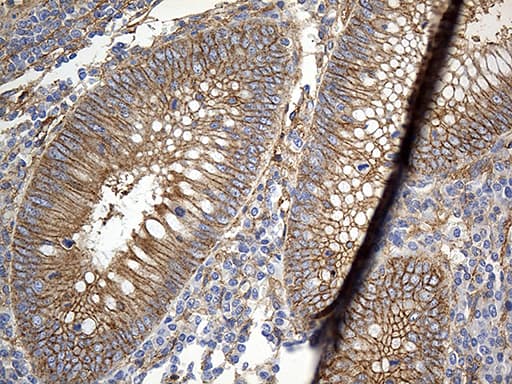 GNA14 Antibody (aa31-348, clone OTI3D3)