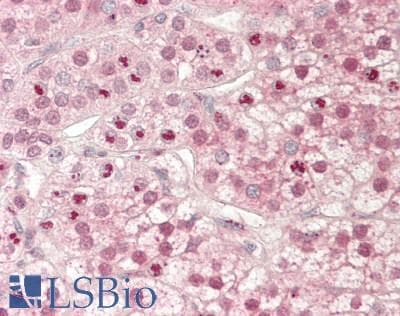 IHC-plus™ ETS1 / ETS-1 Antibody