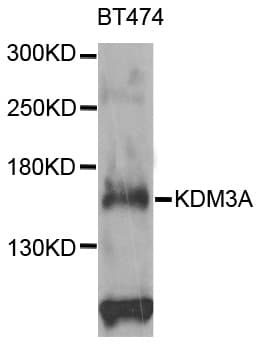 KDM3A / JMJD1A Antibody