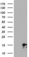 SYNJ2BP / OMP25 Antibody (clone OTI3A9)