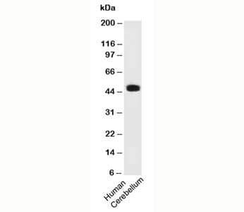 PAX6 Antibody (clone PAX6/496, Azide-free, BSA-free)