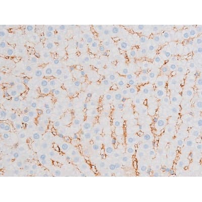 PRKCQ / PKC-Theta Antibody (phospho-Ser676)