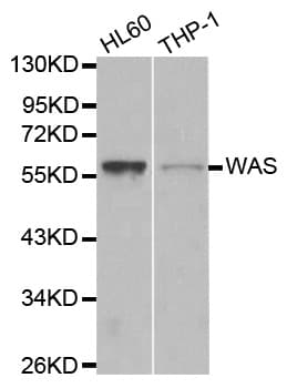 IHC-plus™ WAS / WASP Antibody