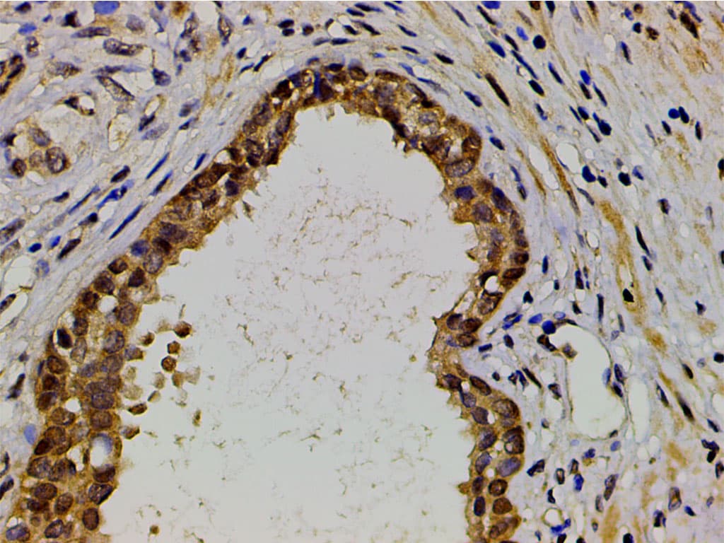 EFNB2 / Ephrin B2 Antibody
