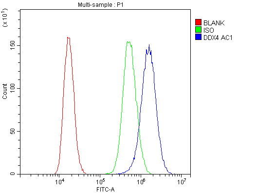 DDX4 / VASA Antibody (aa253-272)