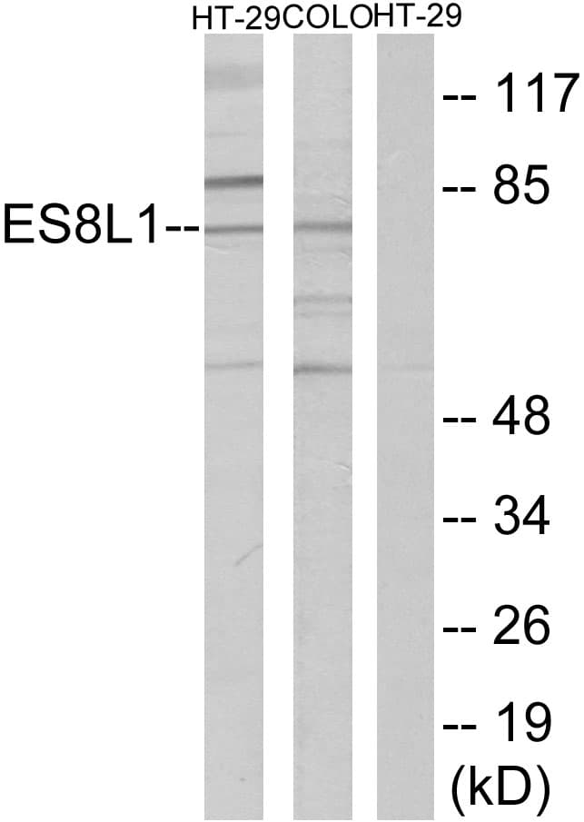 EPS8L1 Antibody (aa411-460)