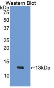 CXCL4 / PF4 Antibody (aa30-105, Cy3)