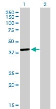 TFAP4 / AP-4 Antibody (clone 7A10)