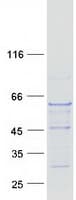 Human TUBB6 / Tubulin Beta 6 Protein (Recombinant Myc-DDK (Flag))