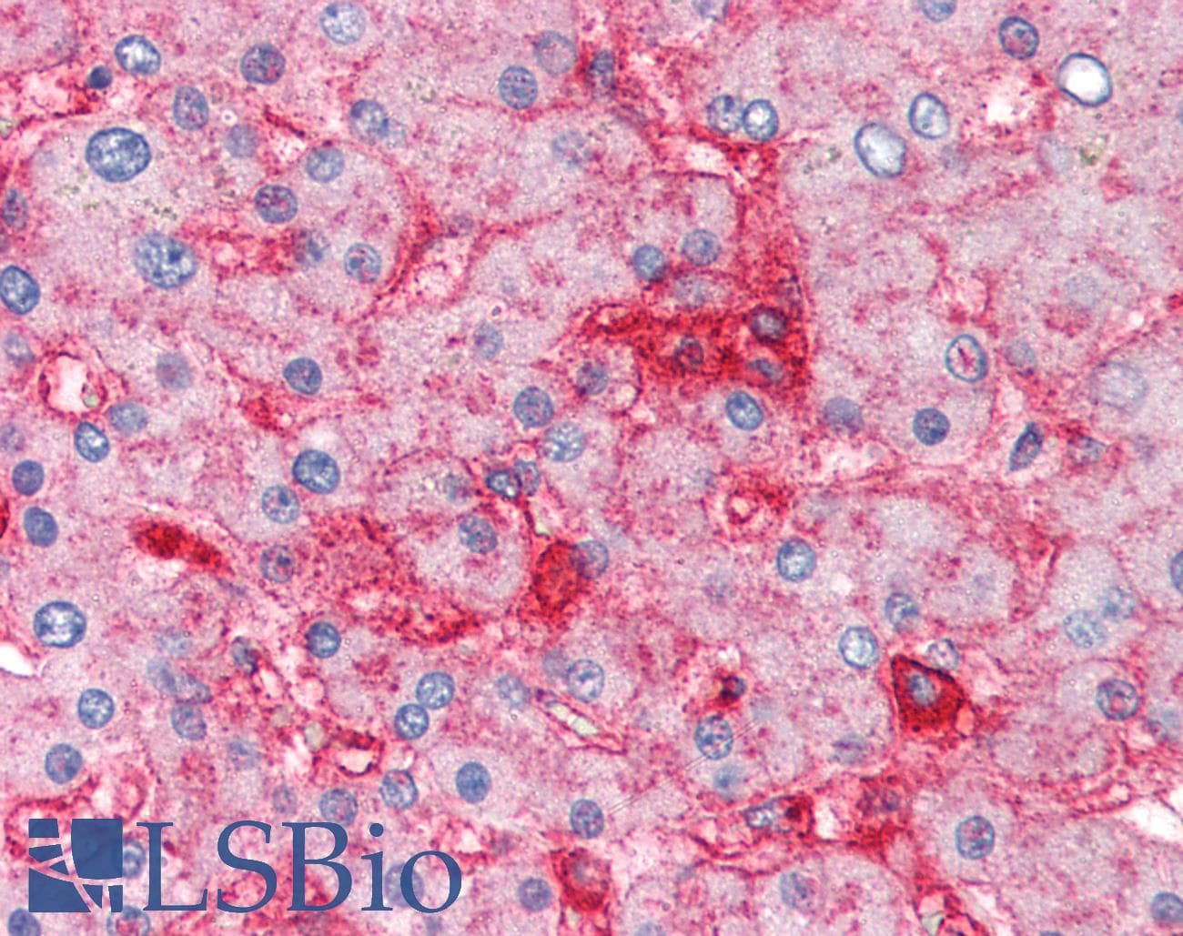 PathPlus™ Monoclonal Mouse anti-Human B2M / Beta 2 Microglobulin Antibody (clone 2M2, IHC, WB)