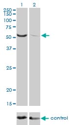Monoclonal Mouse anti-Human TOE1 Antibody (clone 1D8, IHC, WB)
