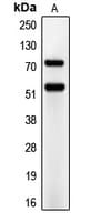 CD66a+e Antibody (N-Terminus)