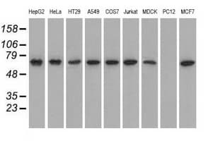 GPI Antibody (clone OTI5A11)